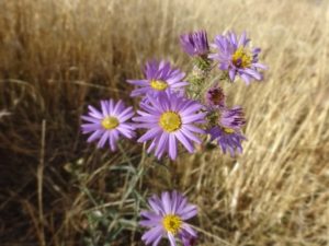 hoary aster
