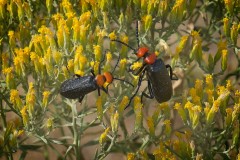 2023-09-11Desert-Blister-Beetle-ROZS9261