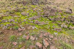 2023-12-17-Langdon-Trail-Lichen-Moss
