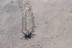 Darkling Beetle