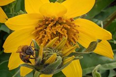 Balsamroot-and-bee-near-Sagebrush-trail-2024-04-12