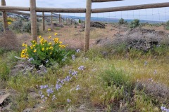 Carla-Chioti-Candy-flowers-n-fence