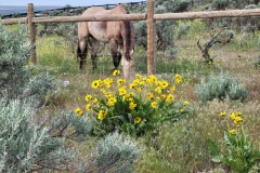 Carla-Chioti-Candy-flowers-n-horse