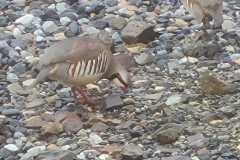 Chukar-1-NKrupin