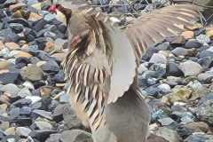 Chukar-2-NKrupin