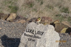 Horned Lark on Badger