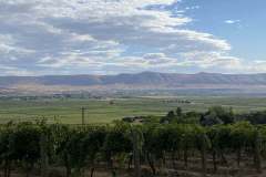 Red-Mtn-vineyards