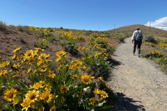 badger-balsamroot-2024