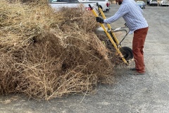 clearing tumbleweed for sagebrush planting