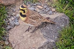 2026-03-15-Horned-Lark-B