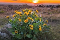 2026-04-06-Blooming-Careys-Balsam-Root-Candy-Mtn