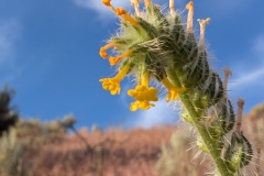 2026-05-24-Fiddleneck-Tarweed
