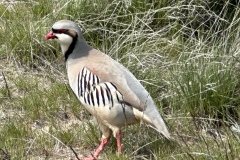 Bjornstadt-chukar-1