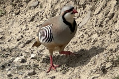 Bjornstadt-chukar-2