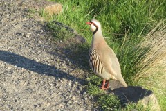 Chukar-3-10-26-Covey