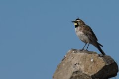 Horned-Lark-2026-05-22