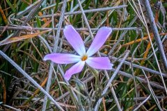 Phlox-first-bloom-Spring-is-coming