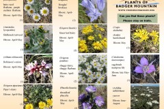 Wildflowers