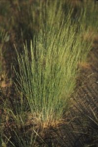 bluebunch wheatgrass